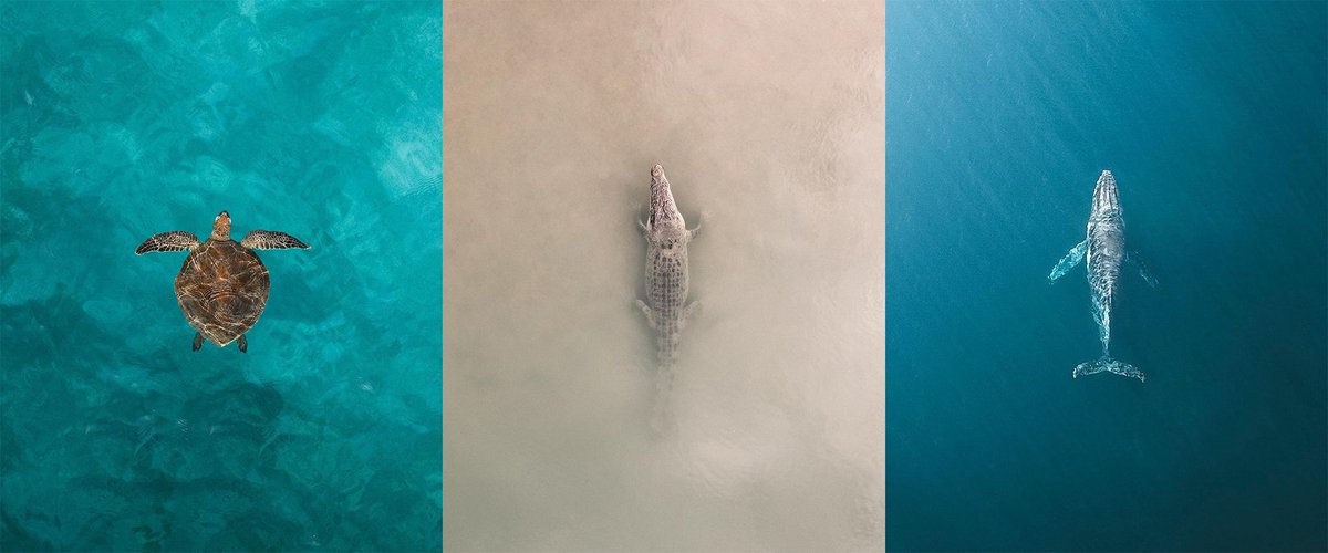 Bird’s eye view