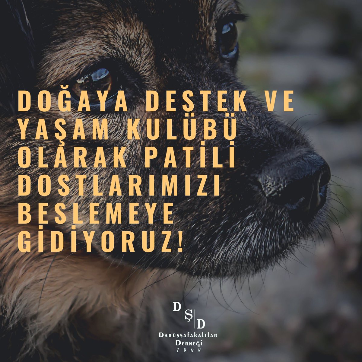 Doğaya Destek ve Yaşam Kulübümüz sizleri 26 Haziran'da patili dostlarımıza destek olmaya davet ediyor.
Detaylar için iletişime geçebilirsiniz.