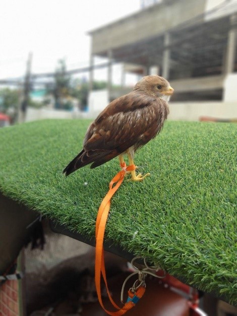 dr_suwanna's tweet photo. #animalrescue This Black shouldered kite was rescued from a tuk tuk driver who was keeping it as a pet.
@BirdLife_News @animalsasia
#animalrescue #wildlifewednesday #protect #birds #birdsofprey #raptor #wildlife #wildlifepolice #iamnotapet #WildlifeAlliance #jointhealliance https://t.co/ZkbhTgzc4B