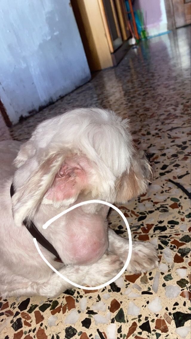 Turnthecrowdup's tweet photo. chicos, una amiga necesita ayuda, su perrito tiene un tumor en el cuello y no puede cubrir los gastos, podeis hacerle bizum o simplemente difundir es de mucha ayuda porfa 🥺🤞🏻 ayudadme a difundirlo! https://t.co/VB3p0Zf0kr