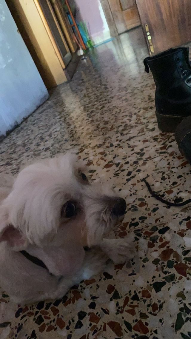 Turnthecrowdup's tweet photo. chicos, una amiga necesita ayuda, su perrito tiene un tumor en el cuello y no puede cubrir los gastos, podeis hacerle bizum o simplemente difundir es de mucha ayuda porfa 🥺🤞🏻 ayudadme a difundirlo! https://t.co/VB3p0Zf0kr