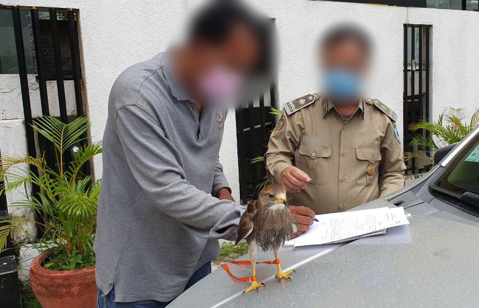 WildlifeRescue's tweet photo. #animalrescue This Black shouldered kite was rescued from a tuk tuk driver who was keeping it as a pet.
@BirdLife_News @animalsasia
#animalrescue #wildlifewednesday #protect #birds #birdsofprey #raptor #wildlife #wildlifepolice #iamnotapet #WildlifeAlliance #jointhealliance https://t.co/ZybFXLnnNi