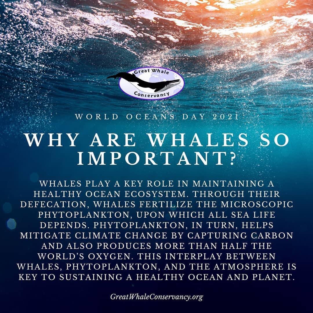 #WorldOceanDay <a href="/gwcwhale/">GreatWhaleConservancy</a> sem baleias não há um oceano saudável e equilibrado. Garantir sua recuperação populacional e sua proteção contra novas ameaças, que vão do emalhamento em redes de pesca às mudanças climáticas, é o desafio a que nos dedicamos.
