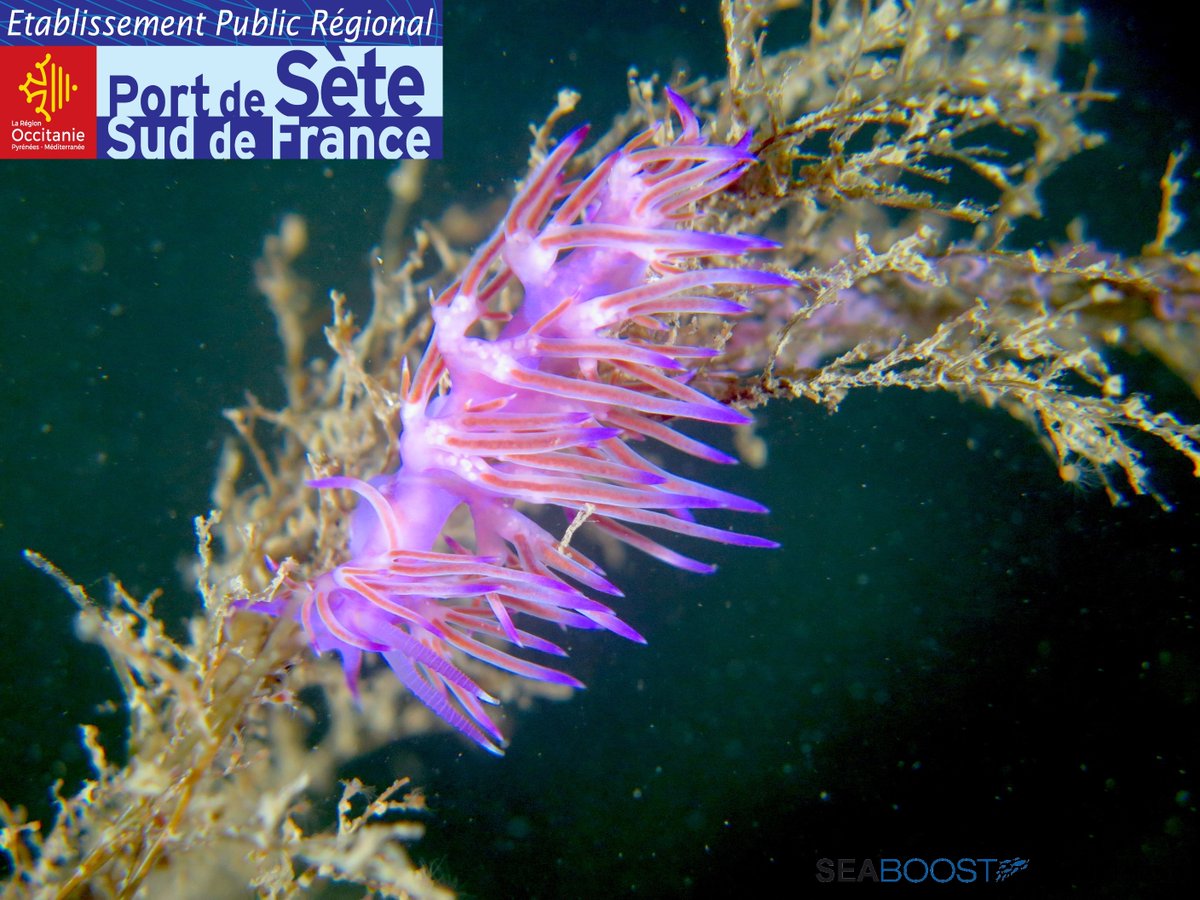 Port De Sete tweet media