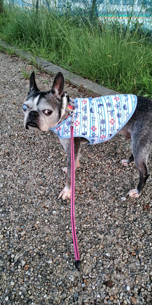 バディ ボストンテリア Boston Buddy Twitter