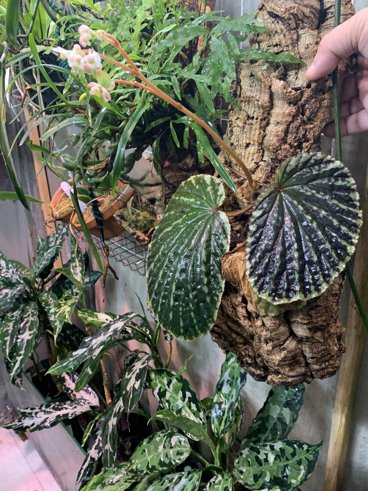 green bottle❣️Begonia ベゴニアおまとめ green bottle❣️Begonia ベゴニアおまとめ Sorry it's too cute