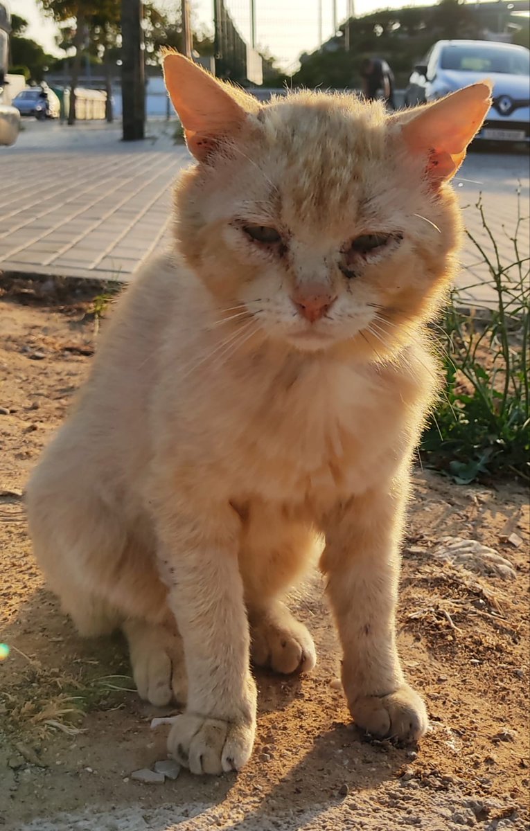 SonandoSigo's tweet image. #AYUDA #DIFUSIÓN
La pena y la tristeza lo están matando.
Su corazón no alcanza a entender porqué aquellas personas a las que tanto quiso se deshicieron de él como un juguete viejo.

Contacto:
Sonia Orellana.  Chiclana (Cádiz)
652 42 05 32