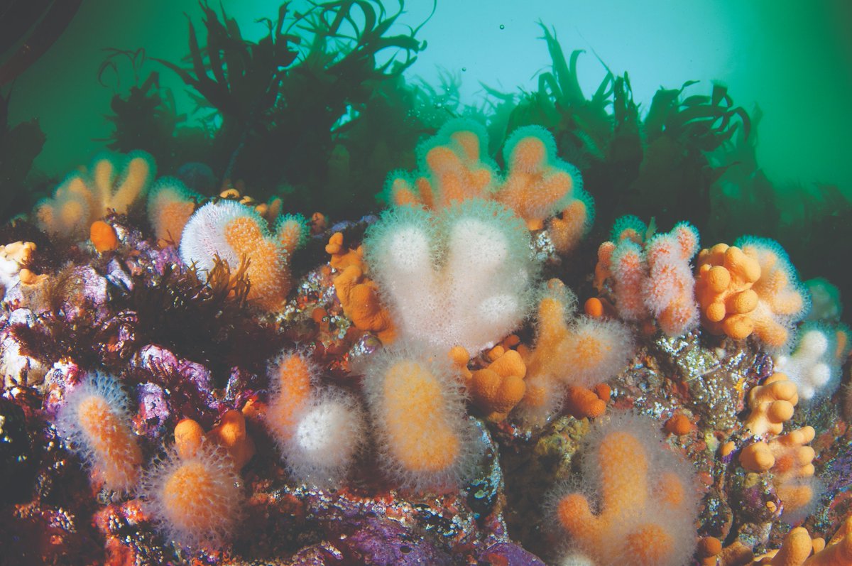 We have called for #HPMAs for the last 3 years and our petition urging their speedy implementation was signed by over 10,000 people. HPMAs will give our degraded seas the best chance of recovery. 🦞🦈🦐🌊

(c) Richard Shucksmith