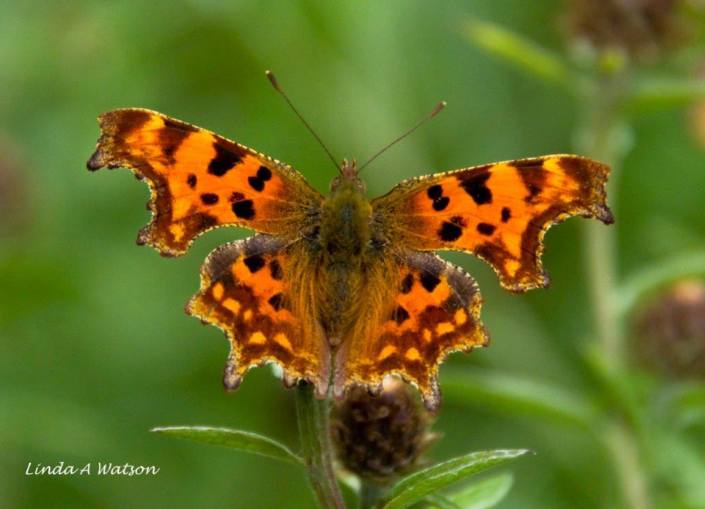 Have a great day friends♥️♥️♥️

#comma #commabutterfly #wildlife #nature #wingedcreatures #butterflies