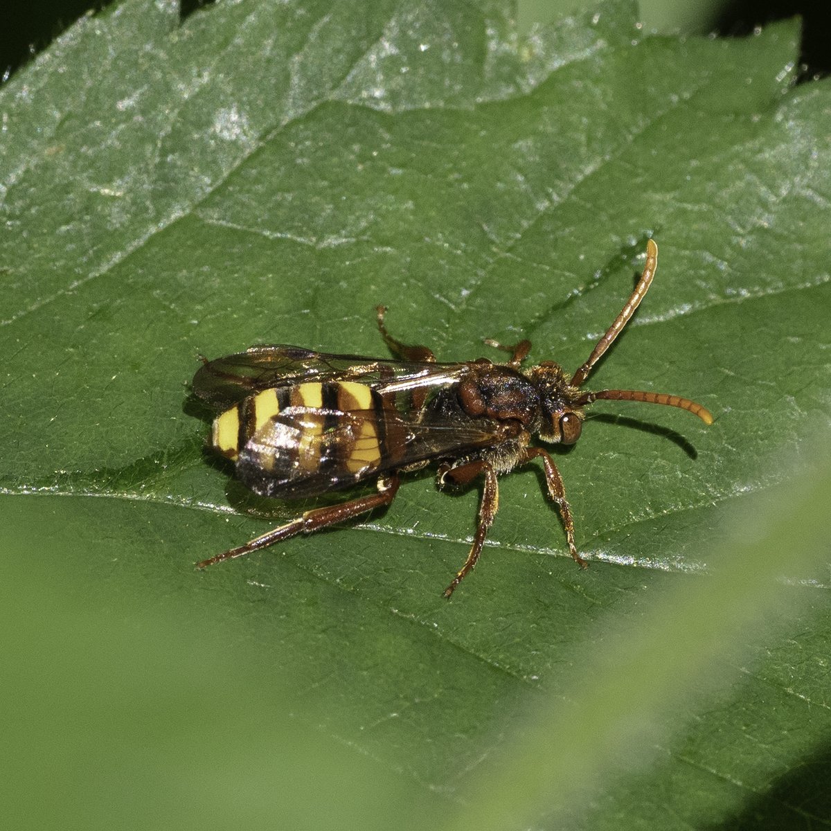 M0KSJ's tweet photo. Seen on #ChislehurstCommons, nomad bee (Nomada flava or panzeri ?) On nettle leaf, then bramble where appeared to lie head down folding mid+front legs under body - similar to photos seen of "sleeping" bees?  @ChisCommons @StevenFalk1 @iancbeavis https://t.co/LjEOzrcaMj