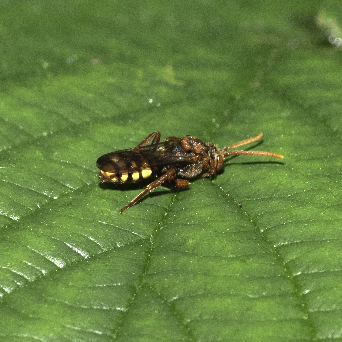 Seen on #ChislehurstCommons, nomad bee (Nomada flava or panzeri ?) On nettle leaf, then bramble where appeared to lie head down folding mid+front legs under body - similar to photos seen of "sleeping" bees?  <a href="/ChisCommons/">Chislehurst Commons</a> <a href="/StevenFalk1/">Steven Falk</a> <a href="/iancbeavis/">Ian Beavis</a>