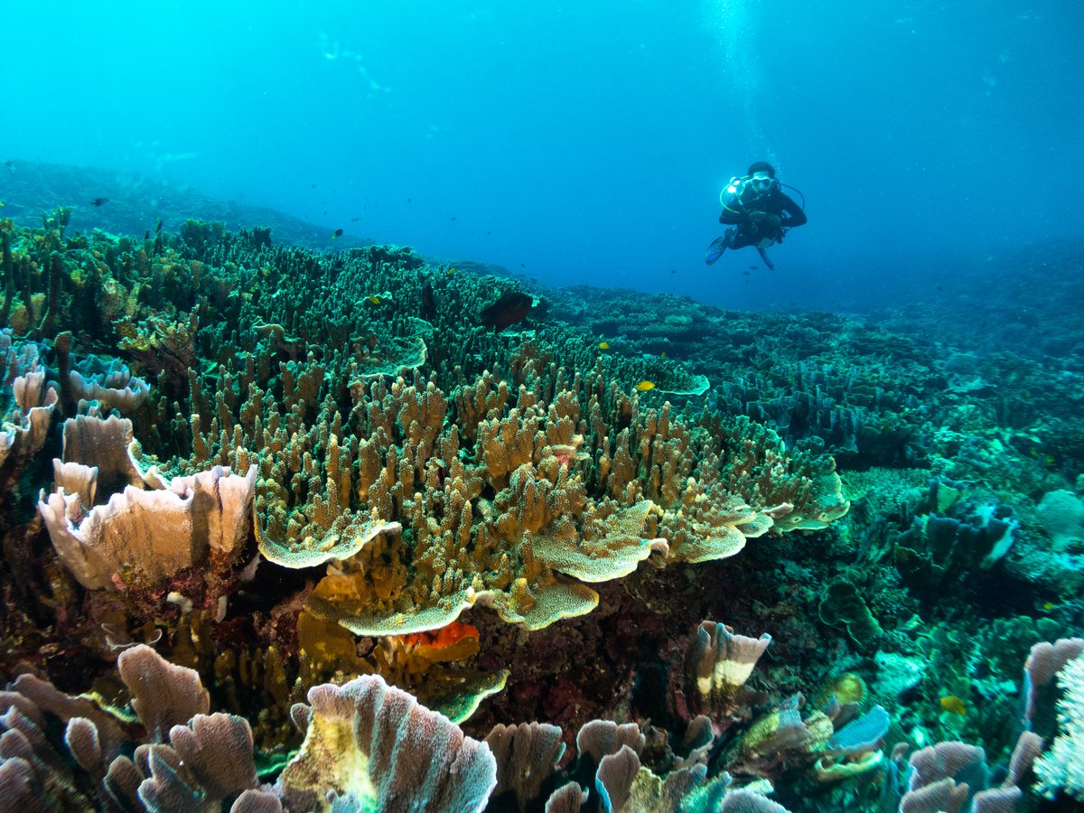 Asharibare's tweet photo. #WorldOceansDay https://t.co/ZzwwI4wj9Z