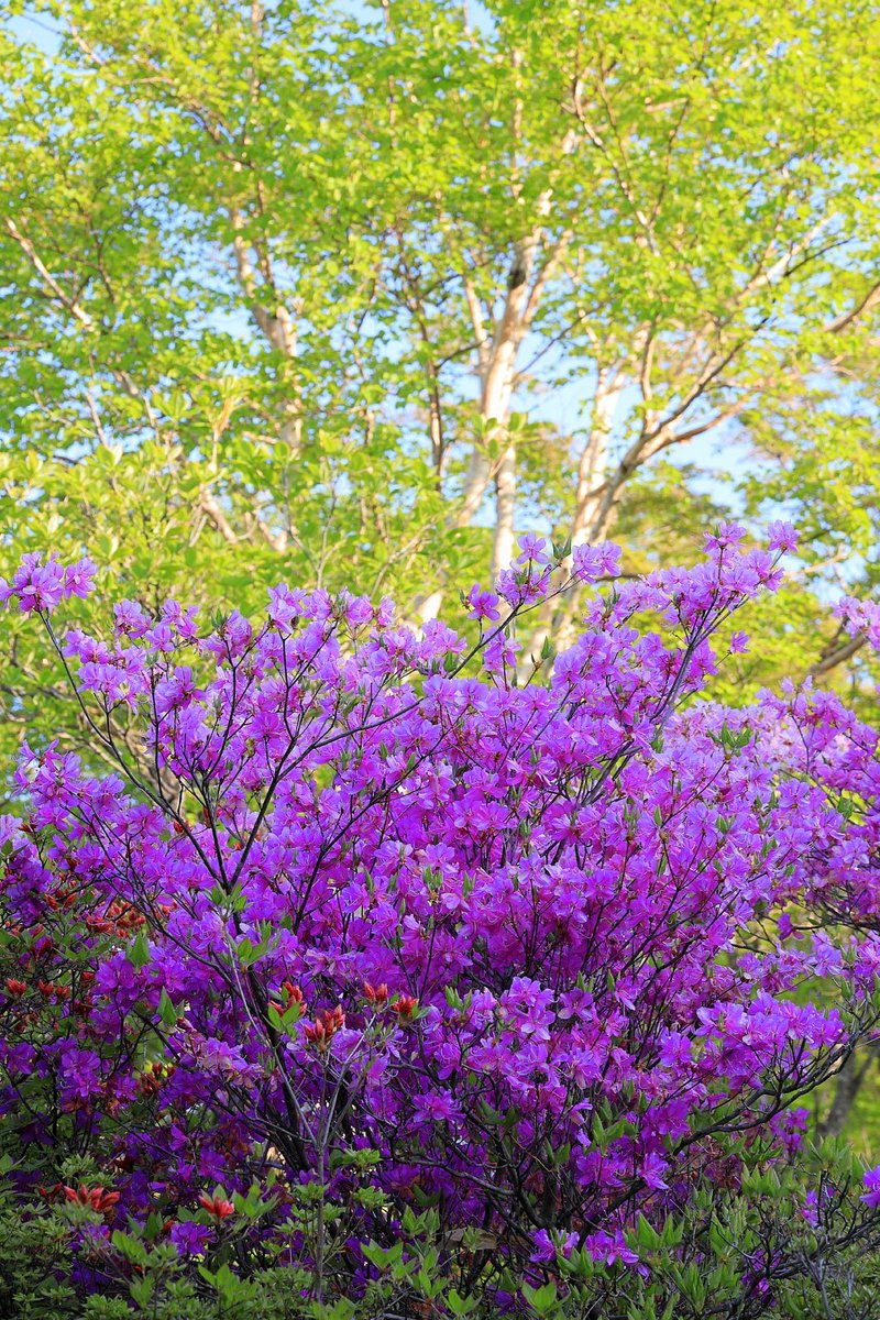 ヨウス 投稿のタイミングを逸した赤城山小沼のミツバツツジとヤマツツジでござる 赤城山 小沼 ツツジ 花 T Co Bm7comsfxl Twitter ヨウス 投稿のタイミングを逸した赤城山小沼のミツバツツジとヤマツツジでござる 赤城山 小沼 ツツジ 花 T Co Bm7comsfxl Twitter