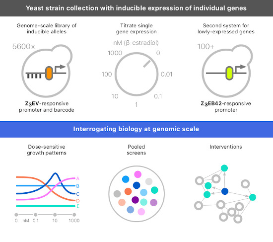 MolSystBiol's tweet image. A  yeast library for inducible expression of &amp;gt;5,600 individual genes --&amp;gt; bit.ly/3z3Yse2 
@r_scott_m @calico @DonnellyCentre @UofT #genomics #CRISPR