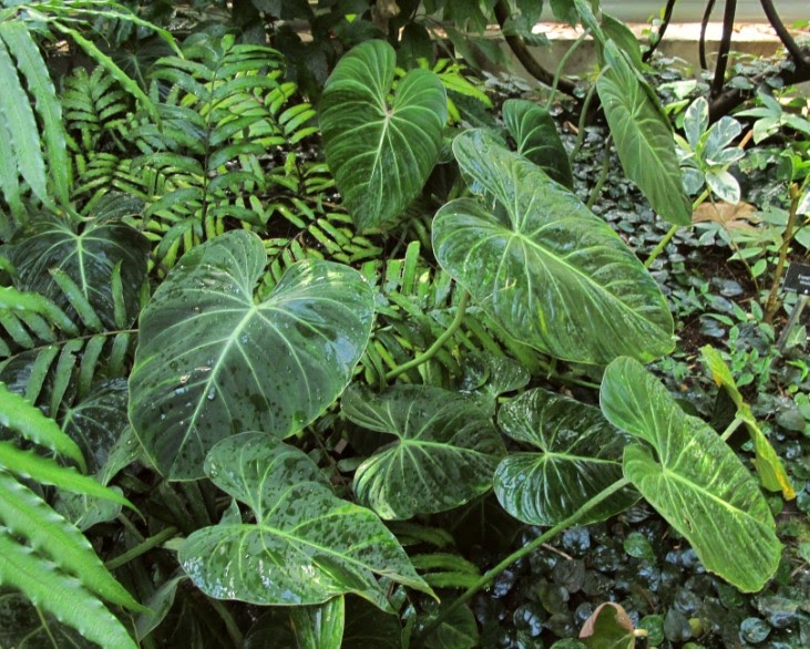 Plantas y flores tweet media