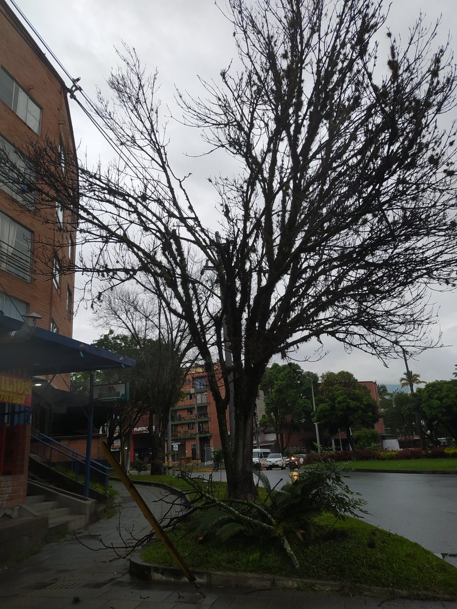 amoj76's tweet photo. @AlcaldiadeMed se está cayendo árbol en la Av 80.con la 30 ya varios conductores se ha detenido a recoger las ramas, q esperan? Una desgracia nunk ha sido tratado, ya murió el árbol.pedimos q vengar a podarlo https://t.co/LZLmGMSNLe