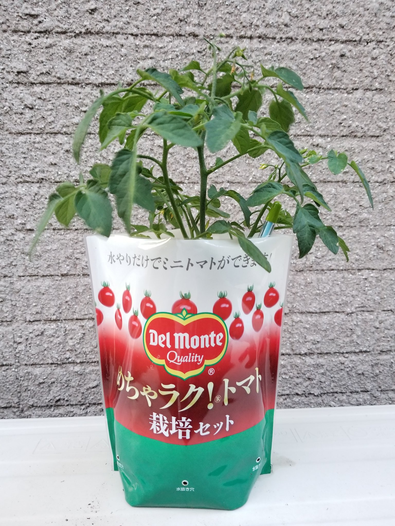 背丈の低いミニトマト 育成記録 購入4日目 21 6 8 花がぜんぜん咲いてない でも つぼみは見える 今朝は水分チェッカーはブルーだったけど 葉が少し くたっとしていたので水をあげたら葉がしゃんとした めちゃラク ミニトマト 栽培セット