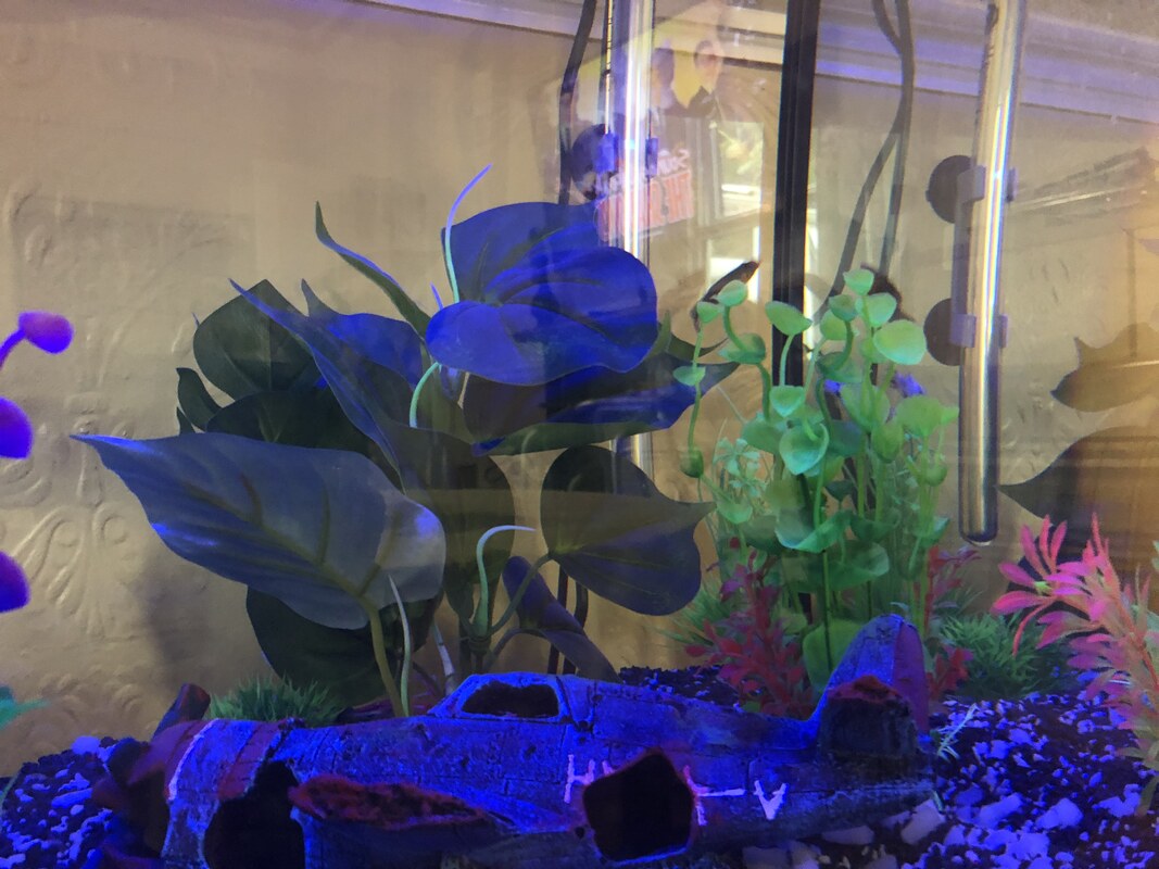 Extensive research over the years has discovered associations between having pet fish in Aquariums and reduced levels of stress and anxiety. 

Which is why We are proud to introduce Our new members of the family here at The Old Vicarage 🐠🐟🐠