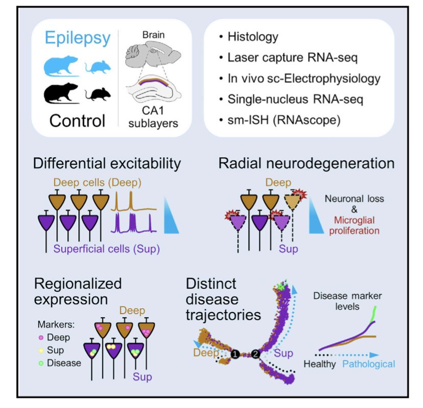 Liset M de la Prida (@lmprida) on Twitter photo New in <a href="/CellReports/">Cell Reports</a>. A project launched in 2015. A tour de force with <a href="/JPLopezAtalaya/">Jose P López-Atalaya</a>. In vivo ephys + single-cell informed RNAseq + #UMAP & #pseudotiming validated with #RNAscope to disclose cell-type specific disease trajectories in hippocampal #epilepsy cell.com/cell-reports/f… New in <a href="/CellReports/">Cell Reports</a>. A project launched in 2015. A tour de force with <a href="/JPLopezAtalaya/">Jose P López-Atalaya</a>. In vivo ephys + single-cell informed RNAseq + #UMAP & #pseudotiming validated with #RNAscope to disclose cell-type specific disease trajectories in hippocampal #epilepsy cell.com/cell-reports/f…
