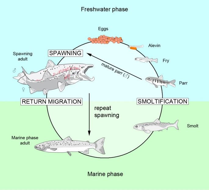 RFBFisheries's tweet photo. Just out! Maturation in Atlantic #salmon (Salmo salar, Salmonidae): a synthesis of ecological, genetic, and molecular processes https://t.co/MkHH14O8d4 #reproductivebiology #fisheries #aquaculture #conservation #climatechange https://t.co/Pyywh2HV6z