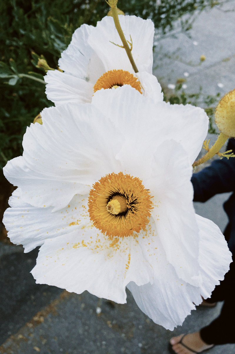 a few days in carmel