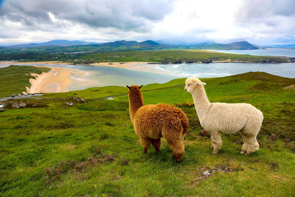annie_goss's tweet photo. Spent the morning trekking with these guys at Wild Alpaca Way overlooking #fivefingerstrand on Inishowen peninsula... Pure joy 🤗

@way_alpaca @govisitdonegal @visit_donegal https://t.co/ox9juL6iql
