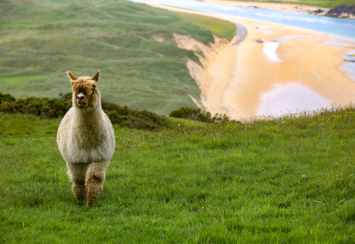annie_goss's tweet photo. Spent the morning trekking with these guys at Wild Alpaca Way overlooking #fivefingerstrand on Inishowen peninsula... Pure joy 🤗

@way_alpaca @govisitdonegal @visit_donegal https://t.co/ox9juL6iql