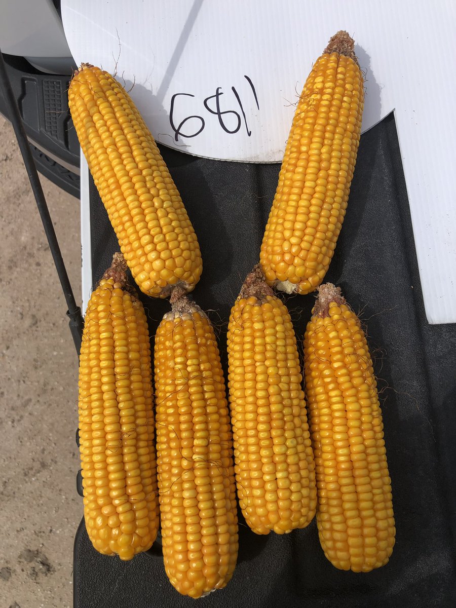 SeedNEWS4You's tweet image. 😳 💪💯 Rio Grande Valley, TX getting closer to harvest! INTEGRA 6811 &amp;amp; 6695 🚶‍♂️the 🐶 #beAGgressive #corn