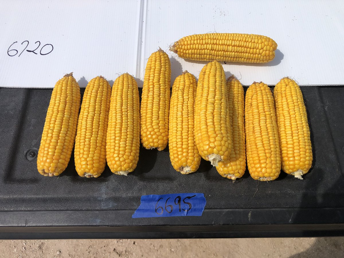 SeedNEWS4You's tweet image. 😳 💪💯 Rio Grande Valley, TX getting closer to harvest! INTEGRA 6811 &amp;amp; 6695 🚶‍♂️the 🐶 #beAGgressive #corn