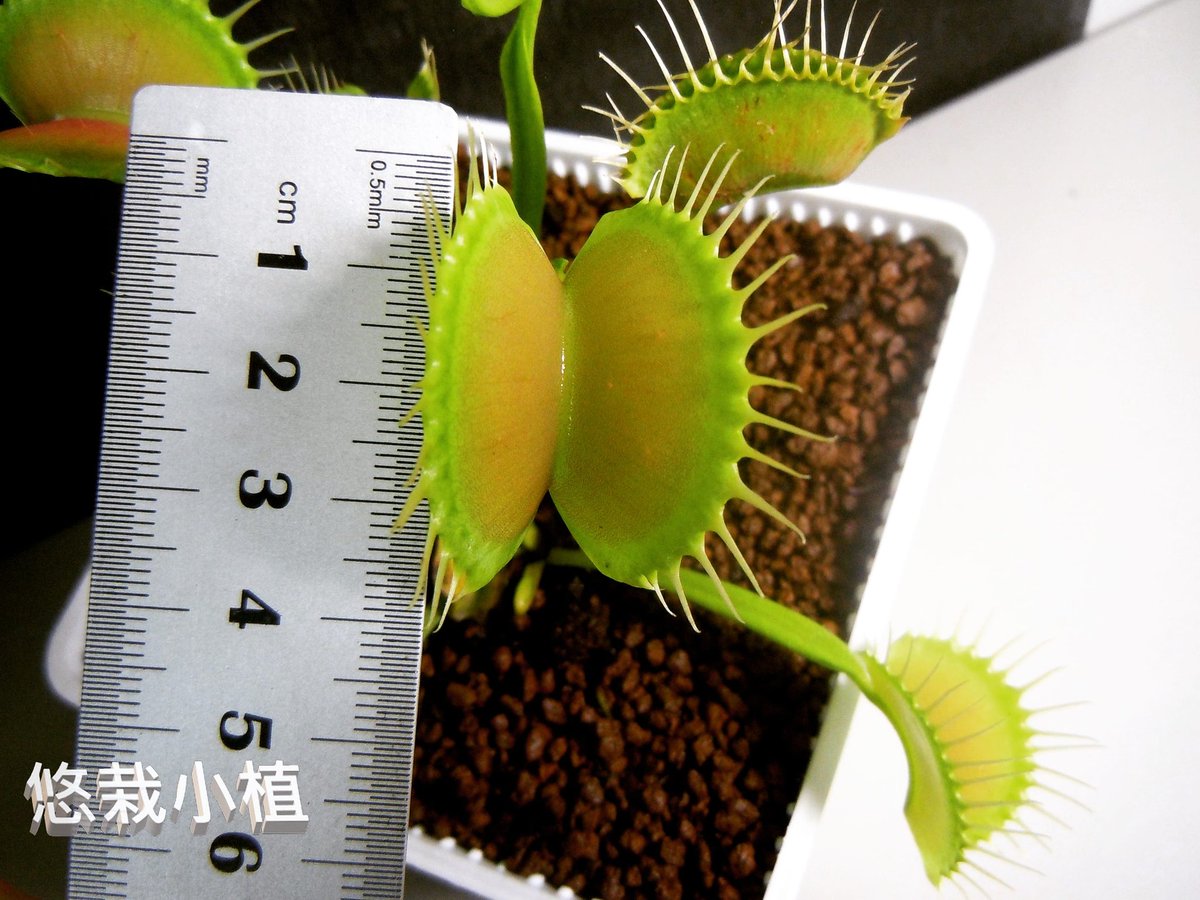 ocean10936's tweet photo. 這個夾子有點大~

#悠栽小植 
#食蟲植物 
#肉食性植物 
#捕蠅草
#easyplantpotted
#Pinguicula
#Drosera
#Utricularia
#Dionaea muscipula
#carnivorousplants https://t.co/B2XYhSV4lv