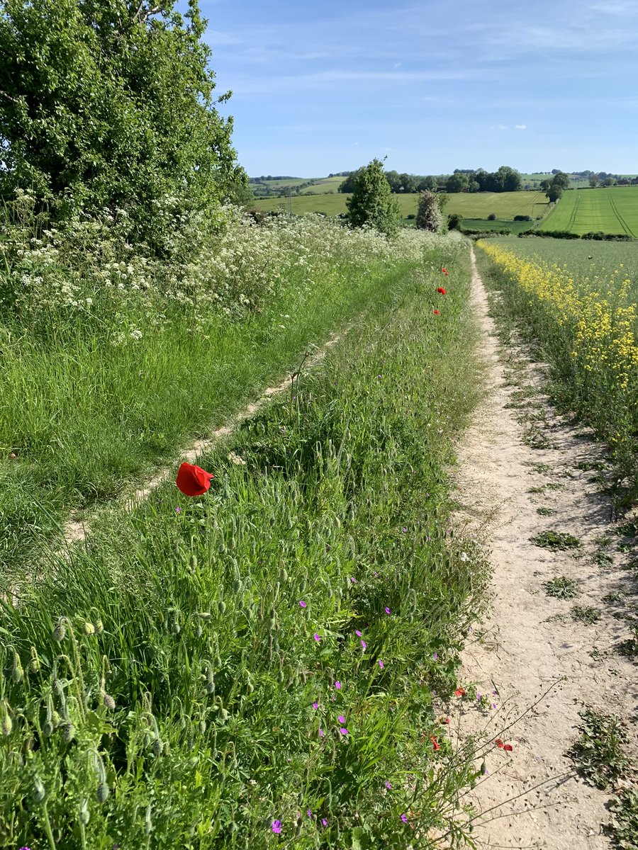 gemma_nix's tweet photo. Sun, sweat and smiles… (and a wild poppy or two!) #summer #5K #hot #gettingout #postworkrun https://t.co/oPNdZ5xLpR
