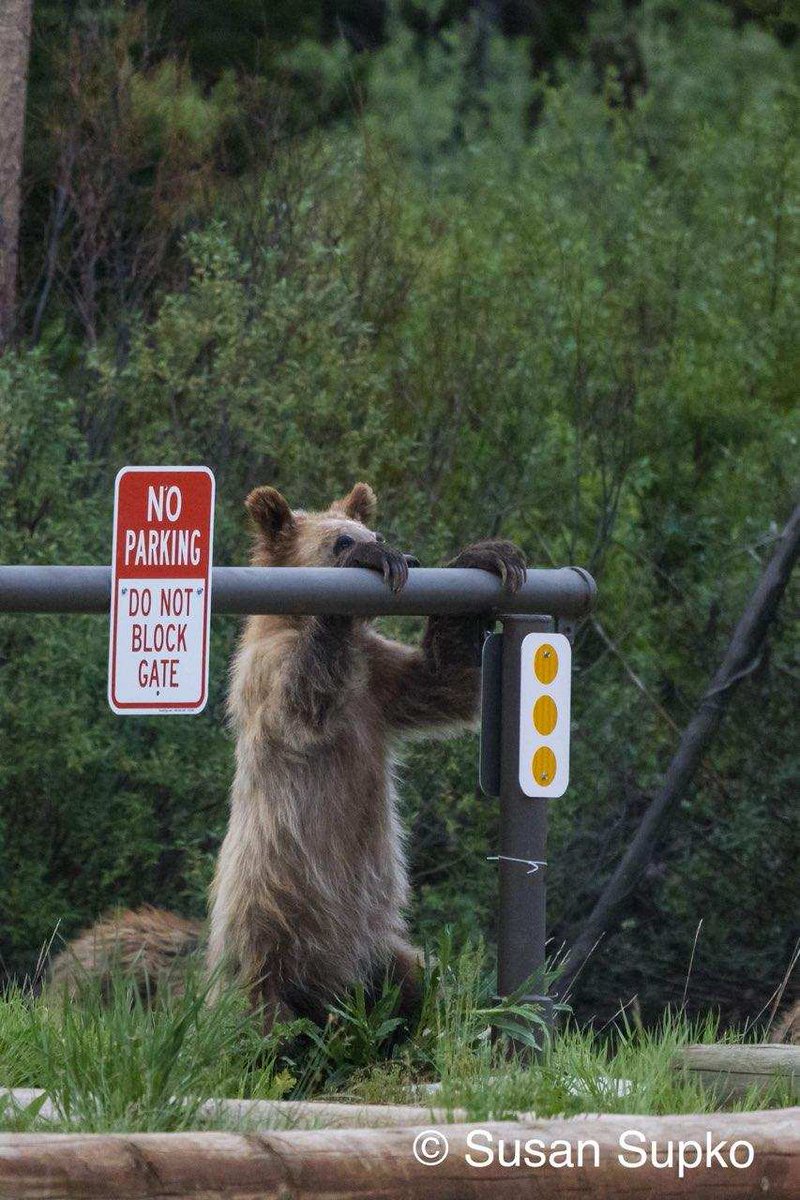 TalenaFuchs's tweet image. Best natural #meme I've seen in awhile. Taken by my friend today in #yellowstonenationalpark