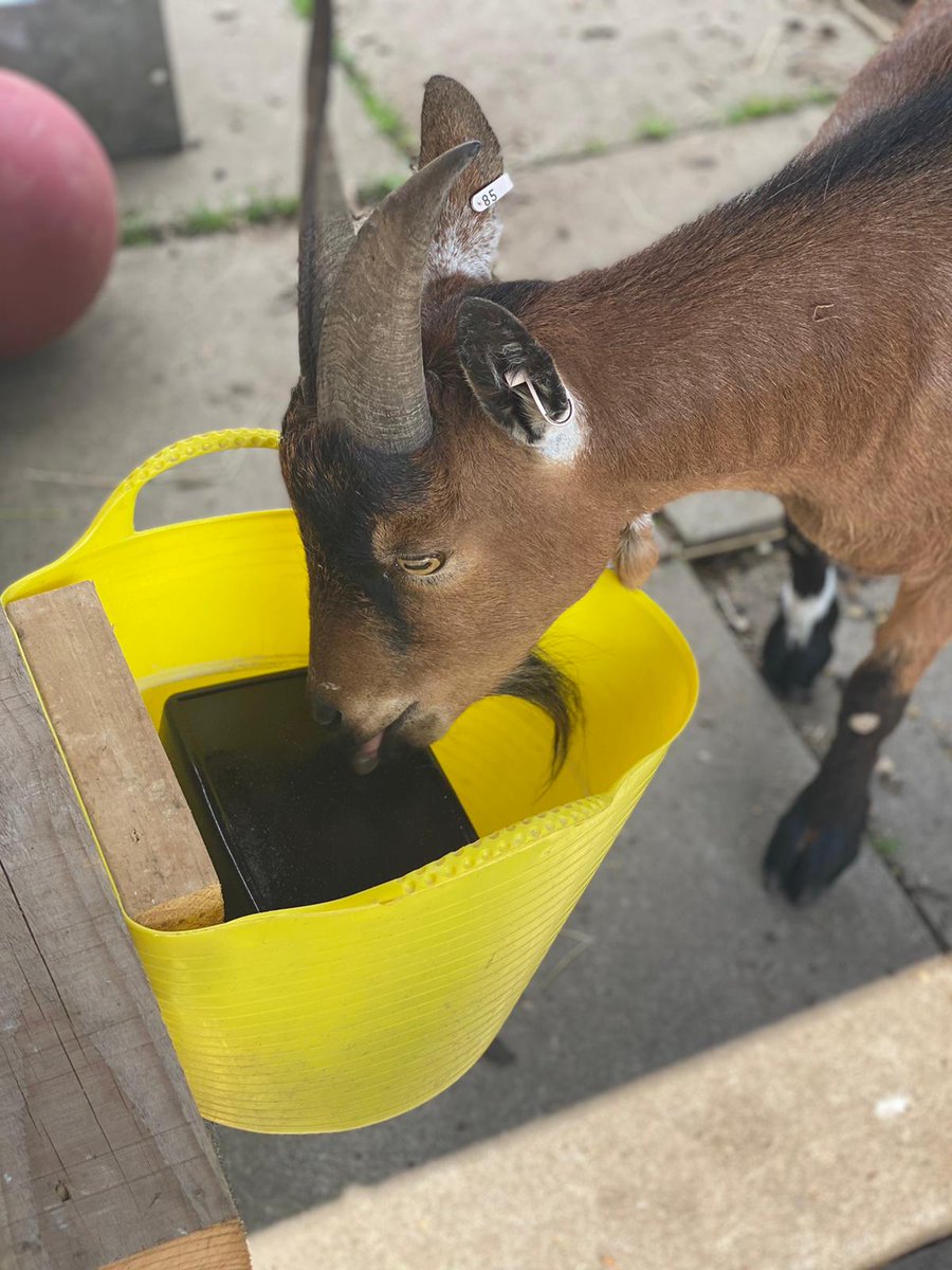EducationReal's tweet photo. Bob and Marley enjoying their mineral lick at #LandBasedStudies.
#AnimalCare
#Careers
#Goats https://t.co/phXxsdd3gM