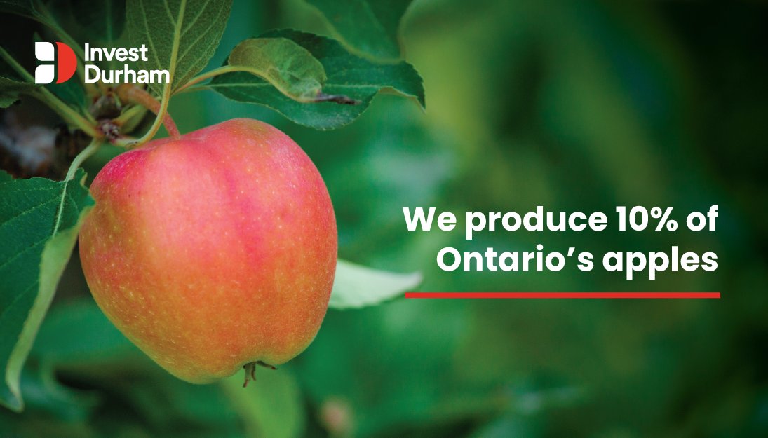 #DYK Durham Region produces 10% of the province’s apples and produces 52% of the apples grown in the Golden Horseshoe region! #loveONTfood #DurhamAg #LocalFoodWeek #FarmFact @ontarioapples