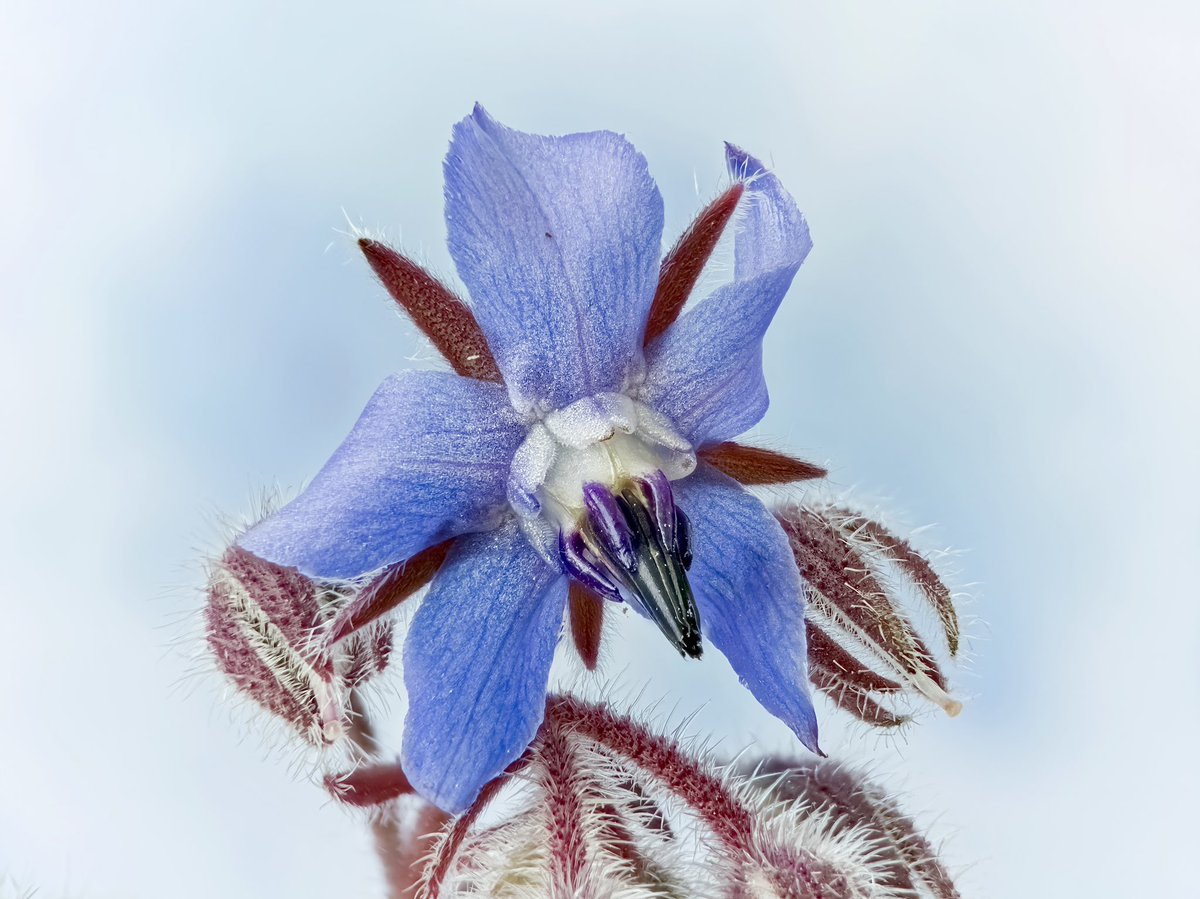 _basic_pixels's tweet photo. Borage
50 raw images, #olloclip macro 7x over the wide camera of iPhone 11 Pro Max, #camerapixels PRO (focus bracket capture), #HeliconFocus (focus stacking), #macrophotography #macro #focusstacking https://t.co/SqEA1MOTS7