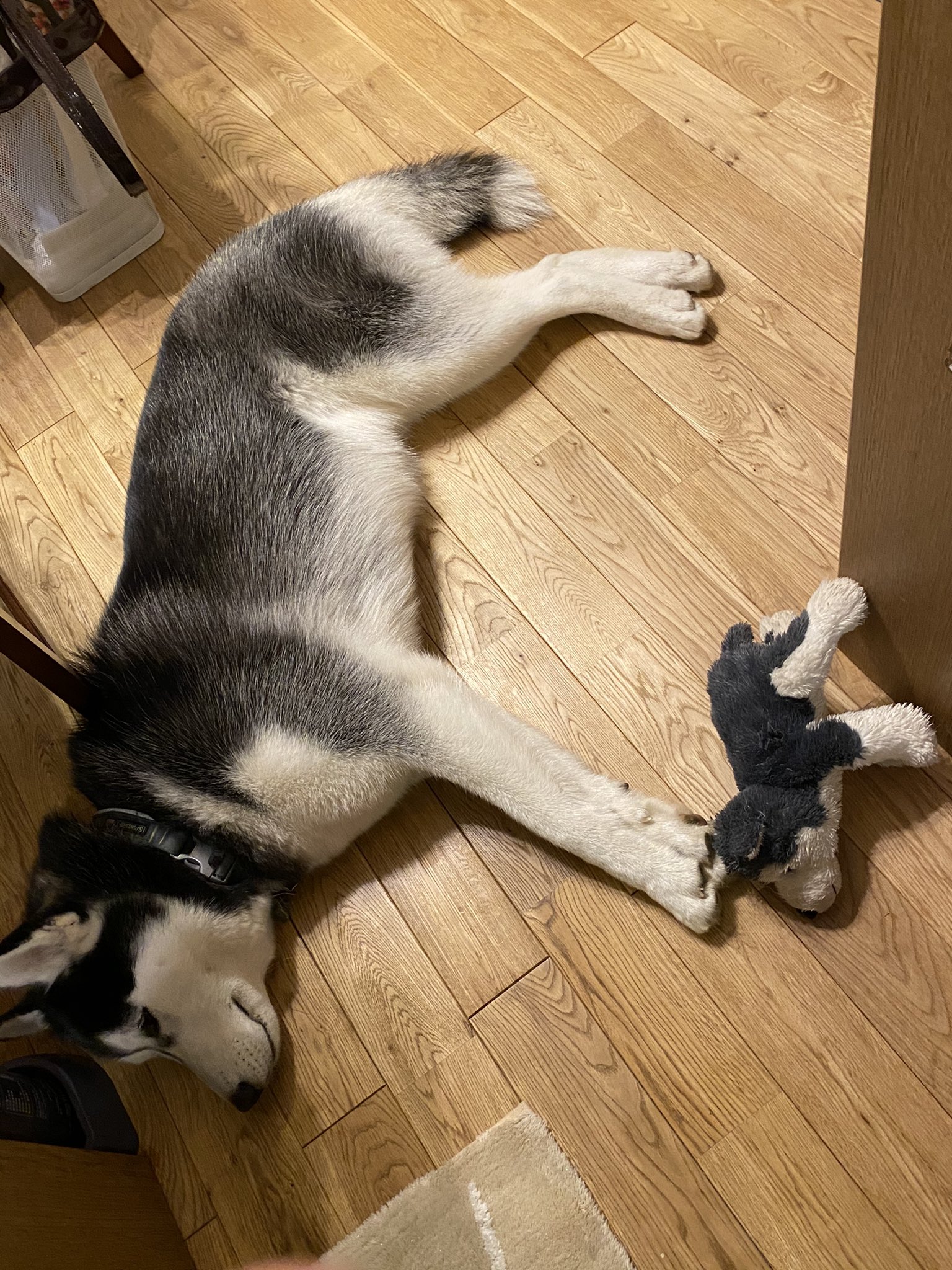 るか ハスキー犬 Husky Luca Twitter
