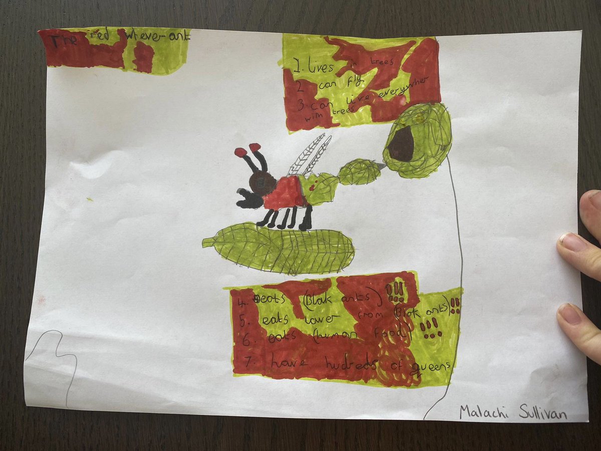 Isle_Of_Dann's tweet photo. Three fancy entries for the #designabug contest by @MyLivingWorldUK - one of the kids has been massively into ants (I know) lately, which shows. https://t.co/AqoOqfewJX