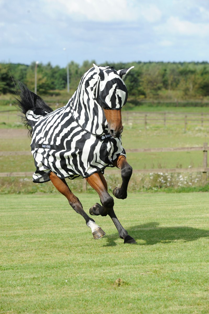 🪰NEW🪰 Great advice from Claire Nulty from <a href="/Bucas_Ireland/">Bucas</a> on summer rugging and the rugs all owners should have in their horse’s wardrobe plus rugging mistakes horse owners commonly make

🔗thegaitpost.com/summer-rugging…

#bucasrugs #sponsored #ad #youmeandthegaitpost