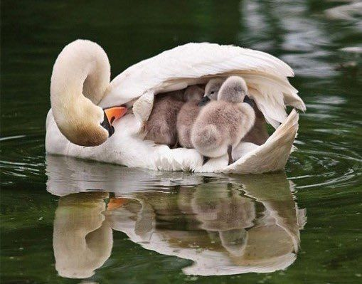GoLoveAnimals's tweet photo. https://t.co/xQihgyK4yr
