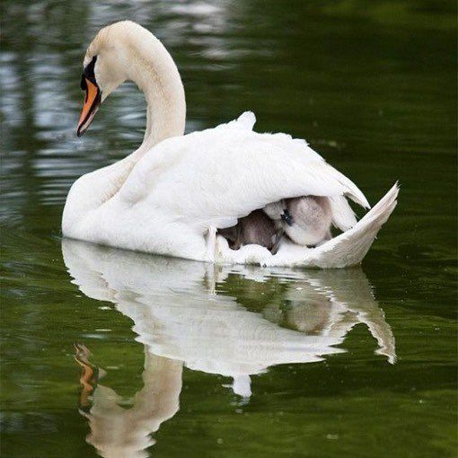 GoLoveAnimals's tweet photo. https://t.co/xQihgyK4yr