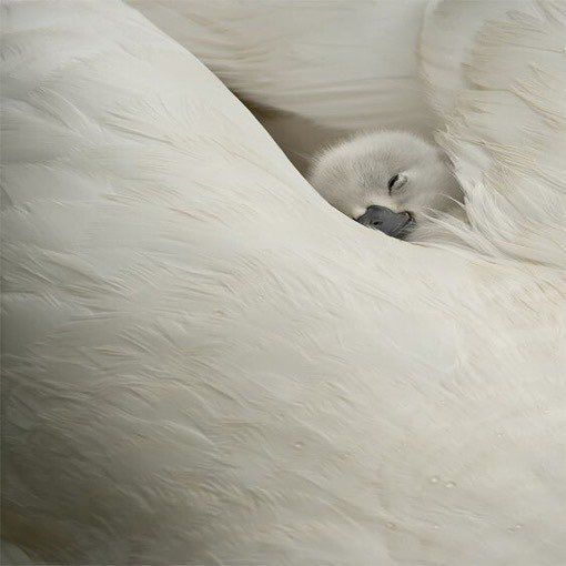 GoLoveAnimals's tweet photo. https://t.co/xQihgyK4yr