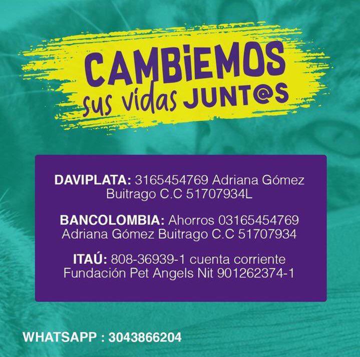 PetAngelsCol's tweet photo. SOS Urgente una garrita oara los rescatados de la Fundación, como saben tenemos muchisimos casos y necesitamos 21 bultos de comida para perro + 12 bultos para gato sin contar los de Tibasosa, al momento solo tenemos 8 nos ayudan? wap 3043866204 https://t.co/REYaYfVpIb