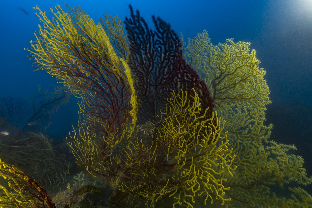 Nel 2018 una tempesta ha distrutto il 30% delle #gorgonie presenti in Mar Ligure
Queste specie di #coralli svolgono un ruolo chiave in molti ecosistemi mediterranei ma vengono distrutte da eventi meteo estremi #climatechange
#WorldOceansDay 
report #WWF▶️bit.ly/3wfuphy