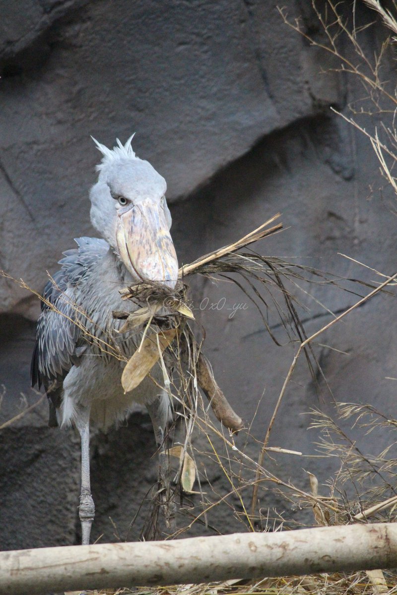 巣作りボンゴ(那須どうぶつ王国時)
📷2019.08.11
#那須どうぶつ王国 #神戸どうぶつ王国 #ハシビロコウ #ボンゴ