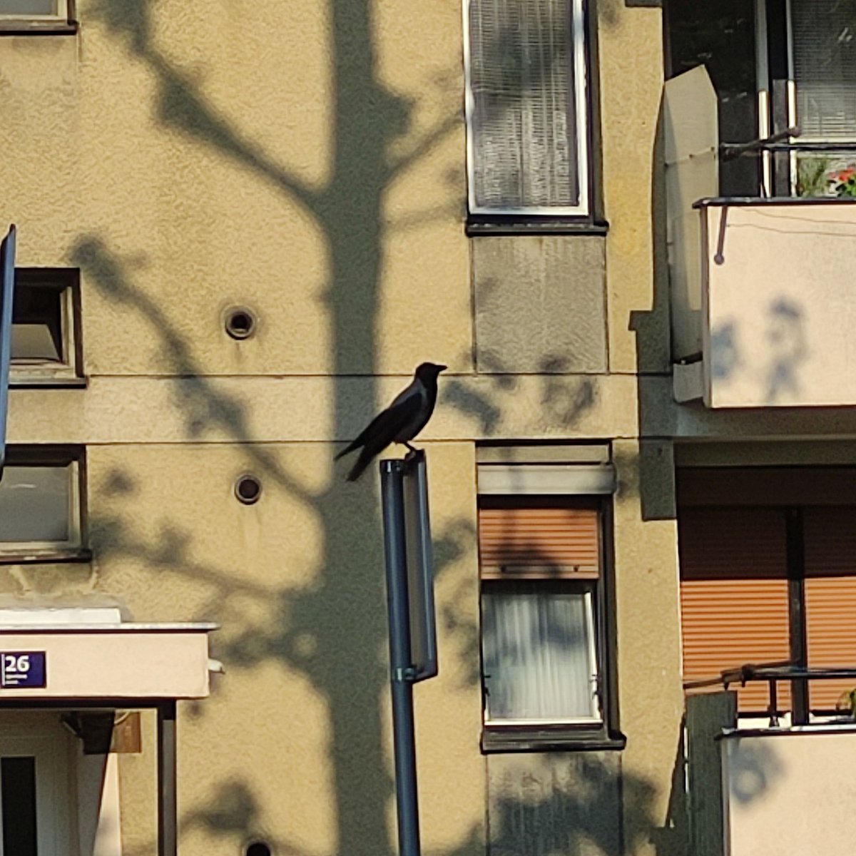 and1v's tweet photo. Vrana: Knežija se ne predaje https://t.co/ieO7HfD3Pj