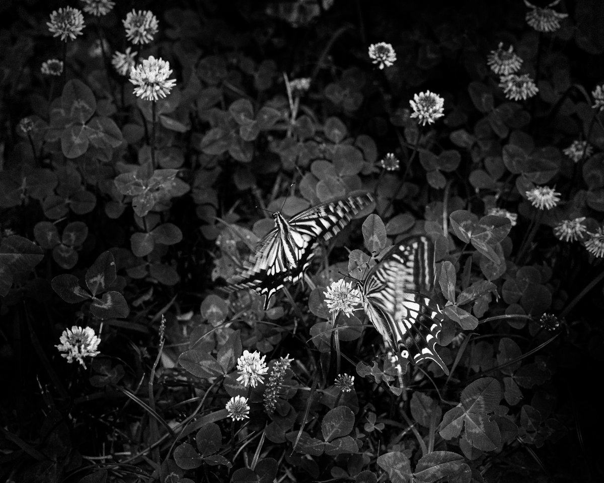 jtaro9999's tweet photo. 公園で見つけた蝶
#nikonz6 #SUMMICRONR #park #butterfly #モノクロ #bnw #bnwphotography #bnw_captures #bnw_planet https://t.co/ldSekZZGCB
