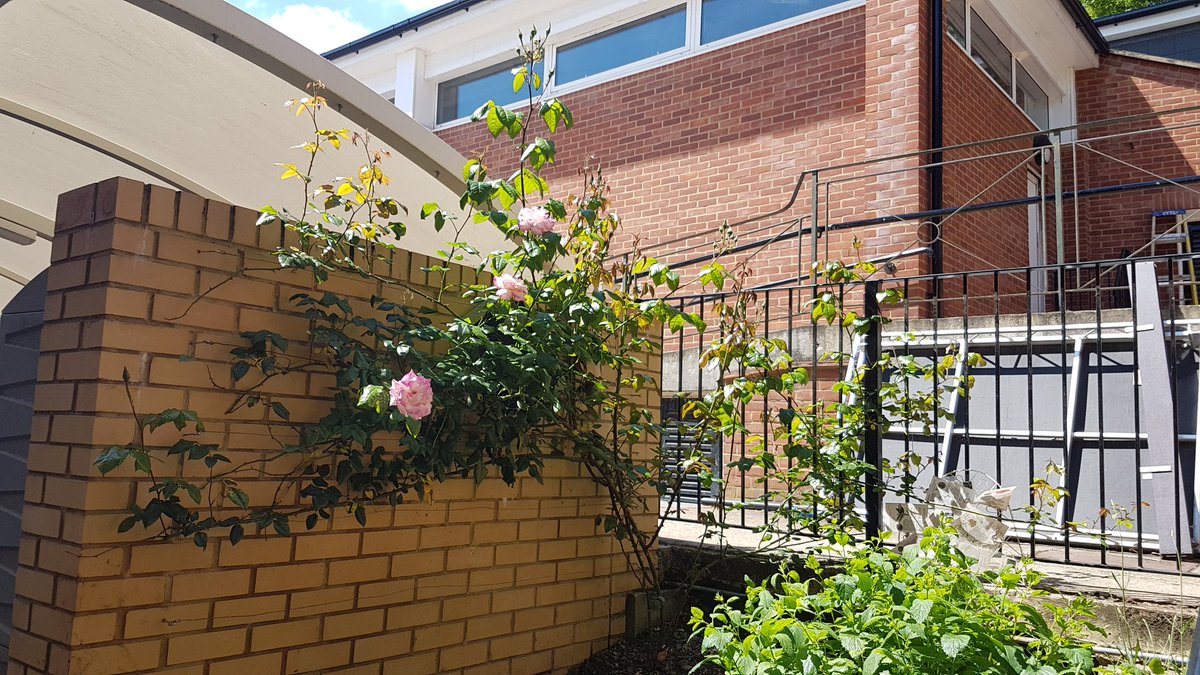 Gardening update: the rose at the back of Junior school is looking fantastic after Gardening Club took it in hand last winter. <a href="/WimbledonHigh/">Wimbledon High</a>