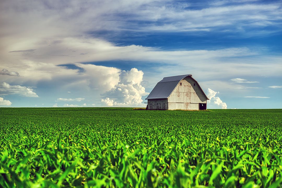 Puffy clouds and healthy corn were surrounding this barn north of Mount Vernon. 
.
#thisisiowa #midwestisbest #landscapephotography