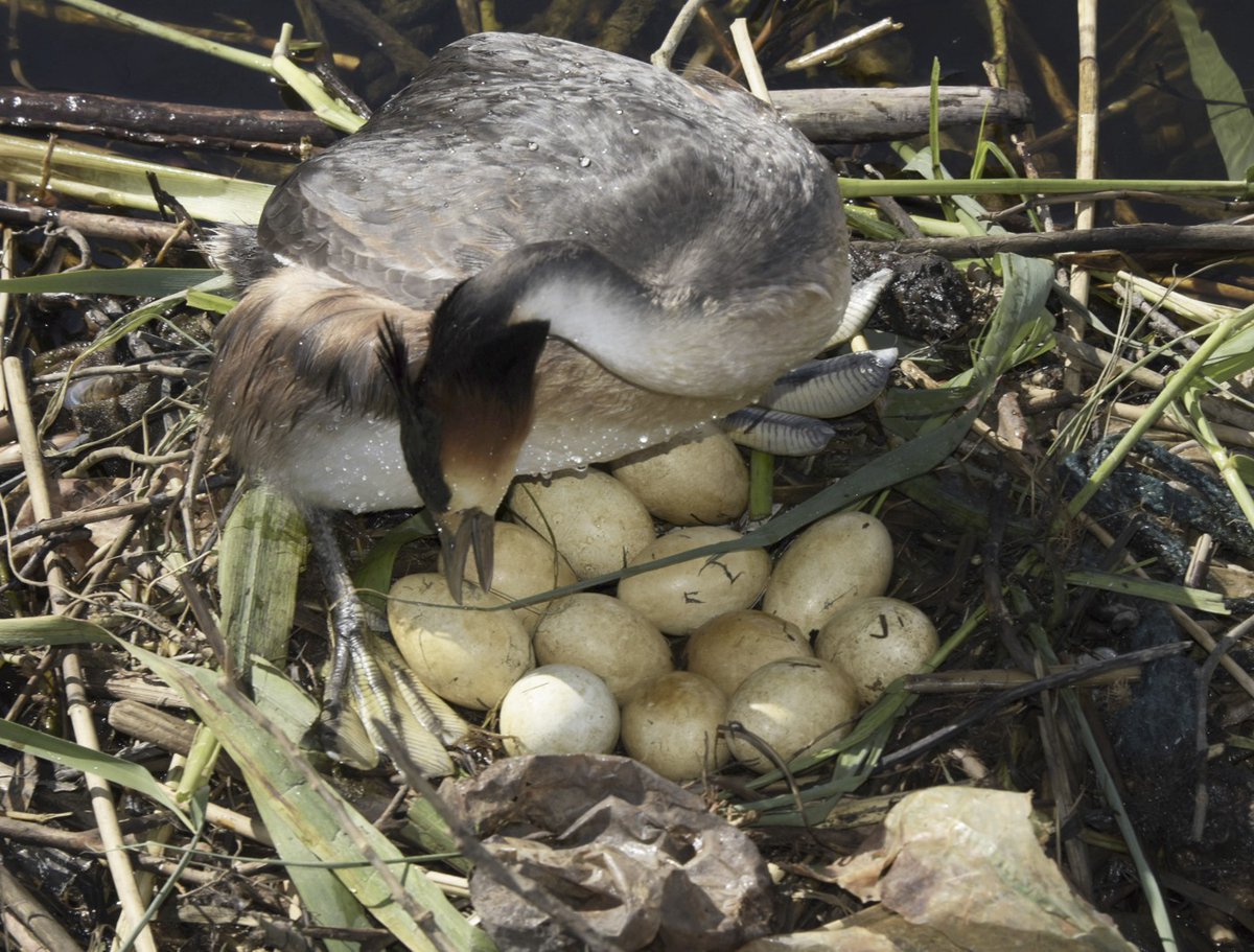 #beleefdelente @beleefdelente <a href="/omroepflevoland/">Omroep Flevoland</a> @manopdedijk @vogelbescherming @schokkerhaven @broedseizoen Je kunt je afvragen wat het nut voor de fuut is om 12 eieren te leggen. De futen van Schokkerhaven zijn in elk geval erg productief dit jaar!
