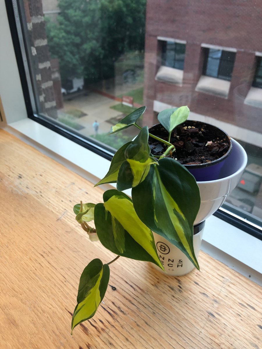 Mitch McClean (@mmcclean1) on Twitter photo It’s been a long, crazy year, but our Official <a href="/IUIDfellowship/">Indiana University Infectious Diseases Fellowship</a> Plant Histoplantosis is thriving in the ID fellows office with the help of <a href="/kuonandege/">Courtney Myers</a> & @AAgardID It’s been a long, crazy year, but our Official <a href="/IUIDfellowship/">Indiana University Infectious Diseases Fellowship</a> Plant Histoplantosis is thriving in the ID fellows office with the help of <a href="/kuonandege/">Courtney Myers</a> & @AAgardID